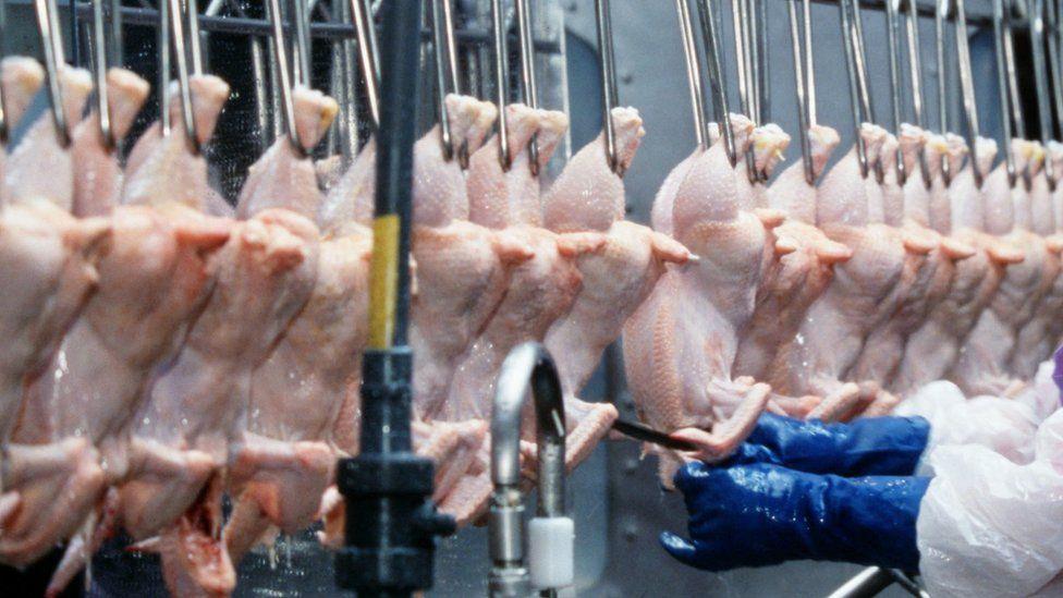 tahap pemotongan ayam