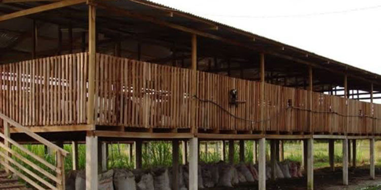 kandang ayam panggung