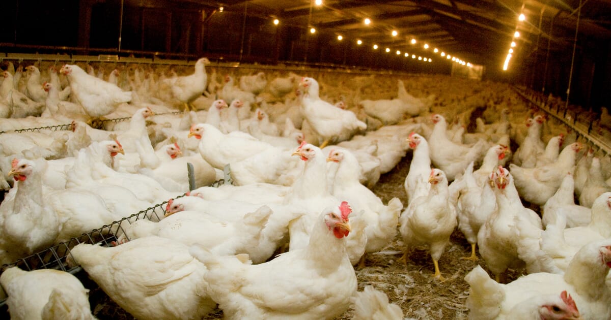 bisnis potong ayam