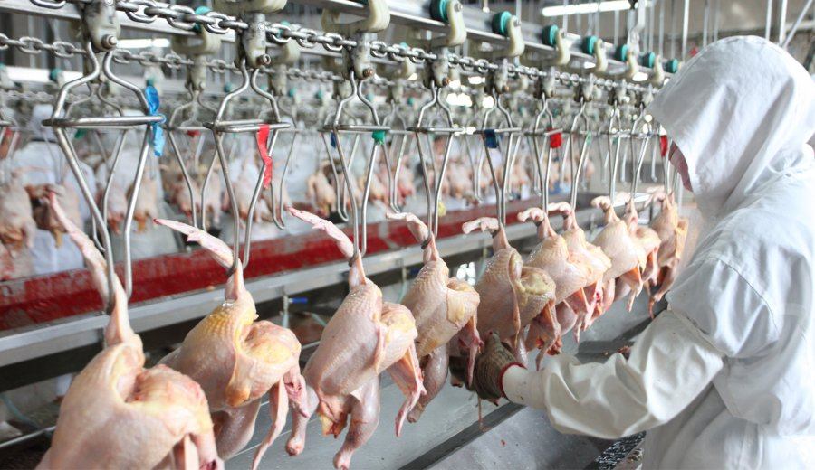 proses pemotongan ayam di rpa