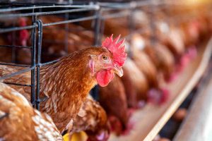 Bisnis potong ayam