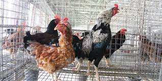 cara ternak ayam kampunģ pemula