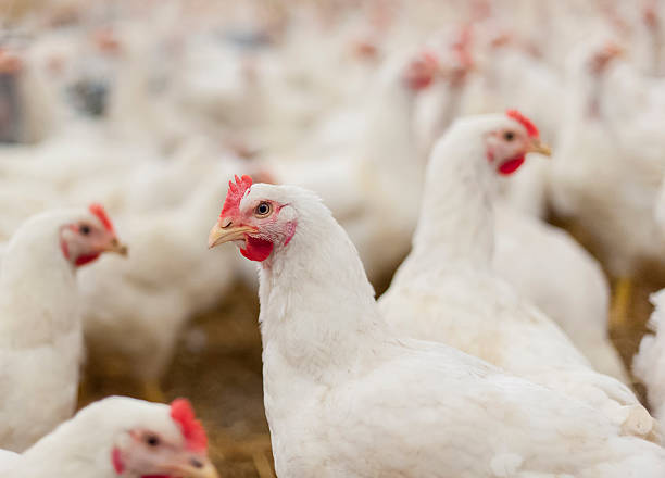 mengecek kondisi ayam sebelum pemotongan