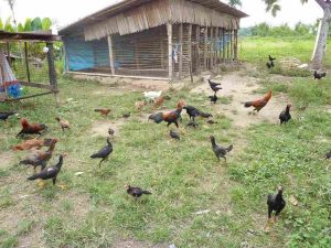 cara ternak ayam kampunģ pemula