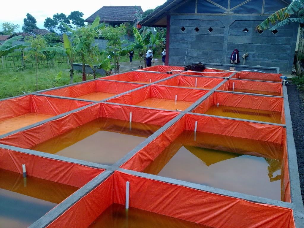 Bisnis Ikan Nila