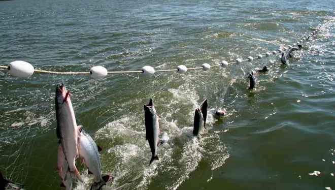 Alat Penangkap Ikan Gillnet