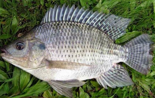  Bisnis Ikan Nila