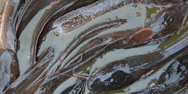 pakan ikan tenggelam