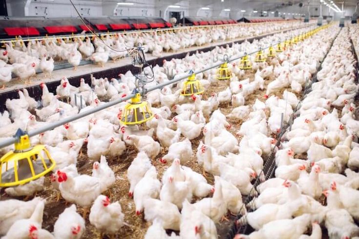 cara mencari pelanggan ayam potong