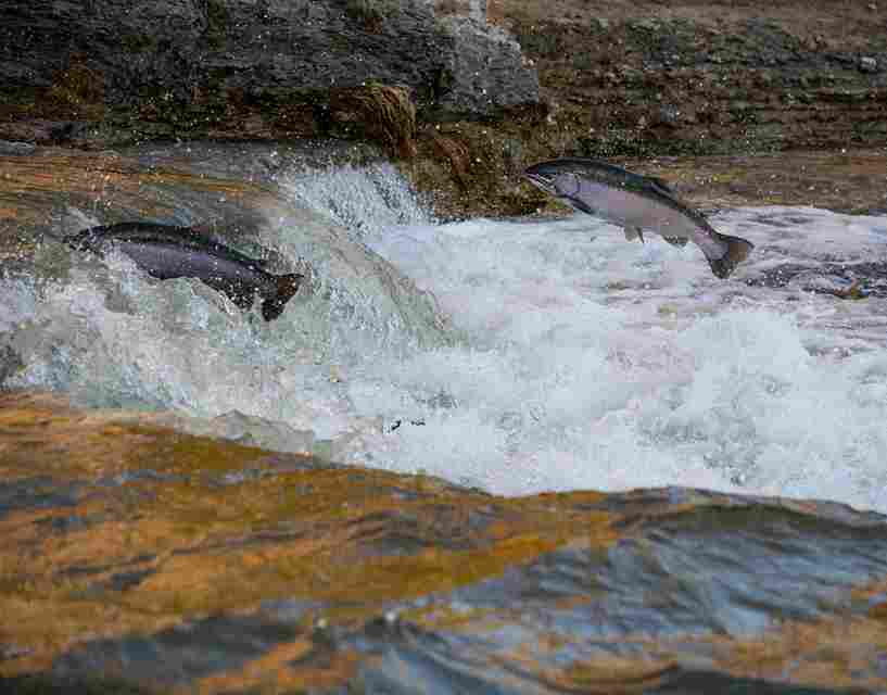 budidaya ikan salmon