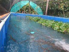 probiotik untuk ikan