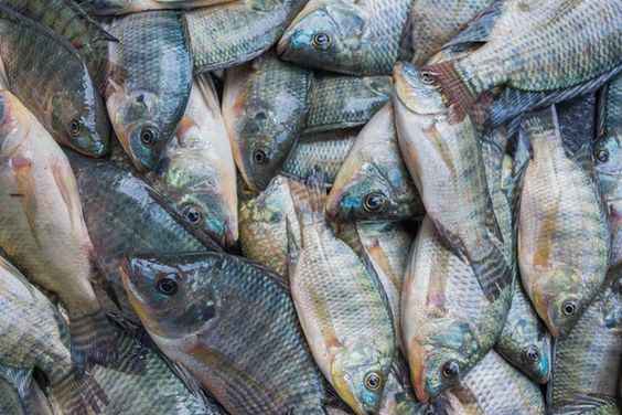 probiotik untuk ikan