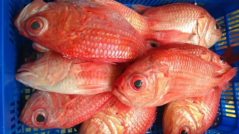 Fungsi Garam Ikan