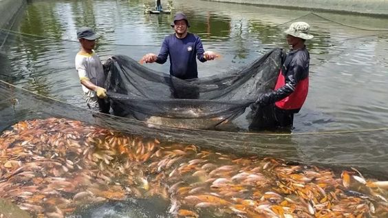 Fungsi garam Ikan