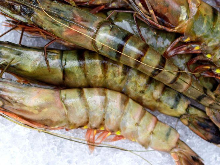 udang windu