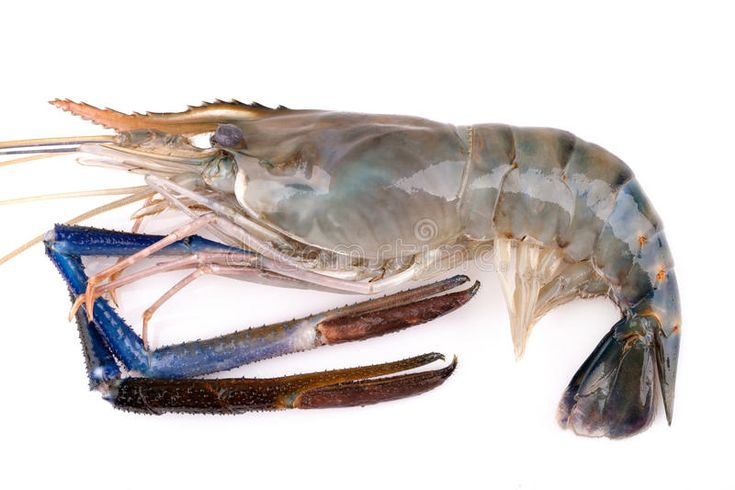 udang galah