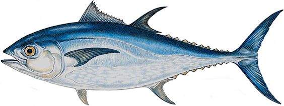 ikan
