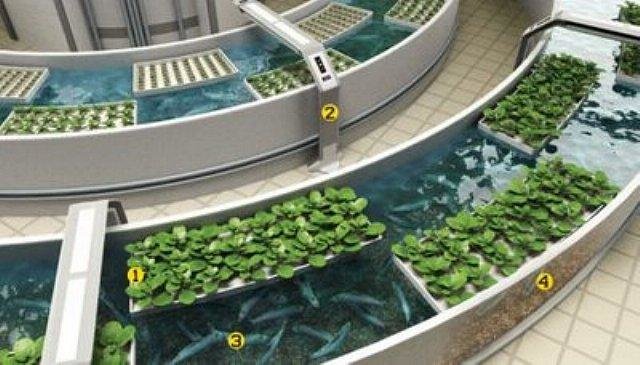 apa itu urban farming