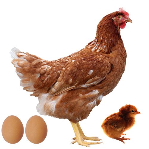 Bisnis ayam petelur