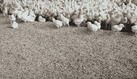 Peralatan kandang ayam broiler