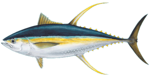 Tuna Loin