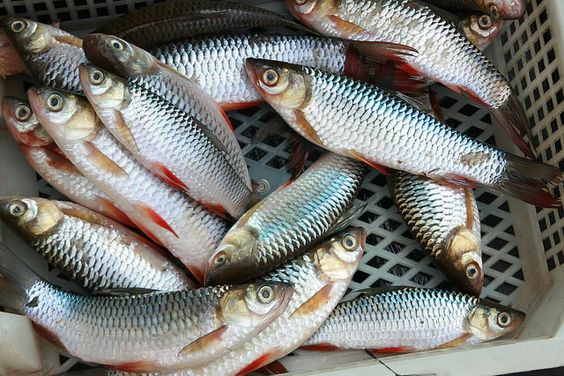 ciri ikan segar