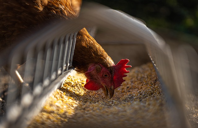 campuran pakan ayam petelur