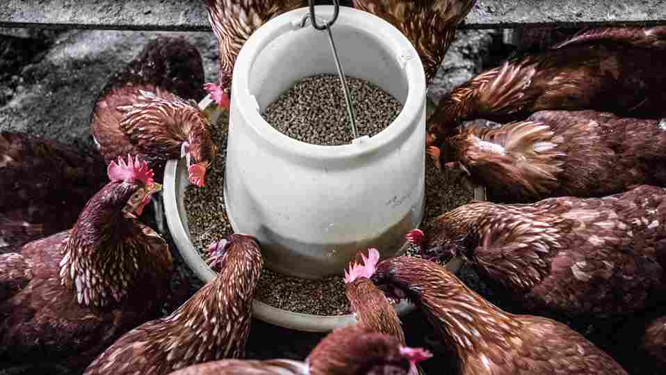 campuran pakan ayam petelur