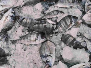 kastorit ikan untuk menyimpan hasil tangkapan