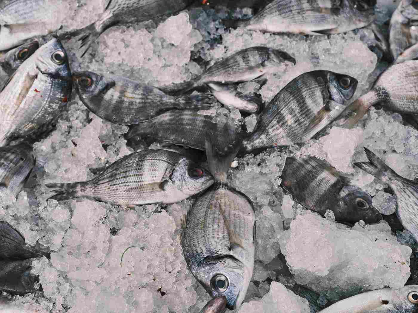 cara menyimpan ikan dalam freezer
