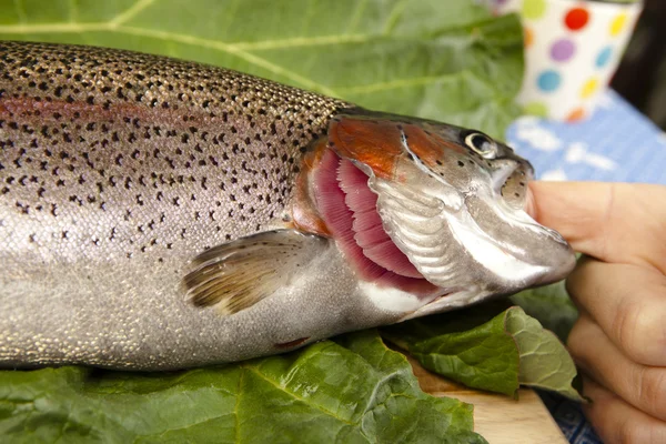 ciri ikan segar