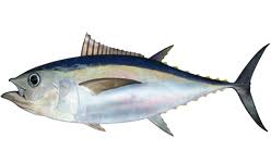 tuna loin