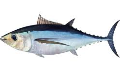 jenis ikan