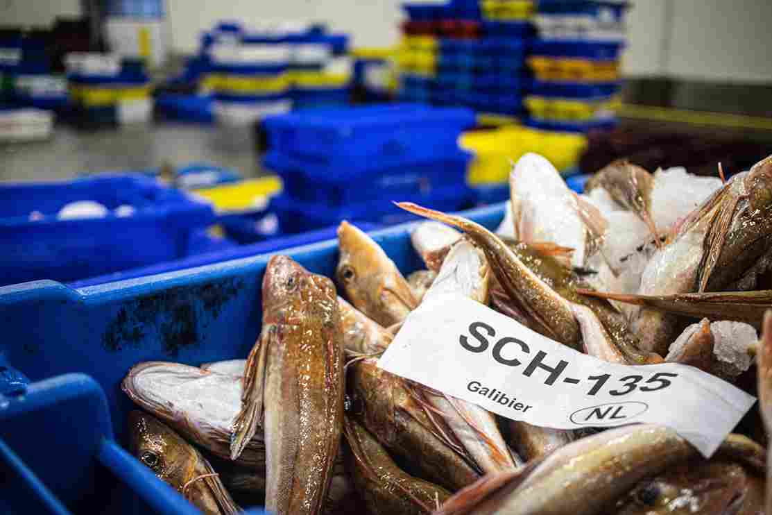 kegiatan pelelangan ikan