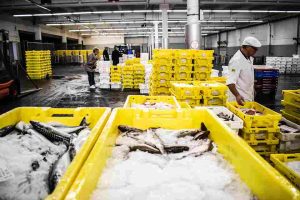 kegiatan pelelangan ikan
