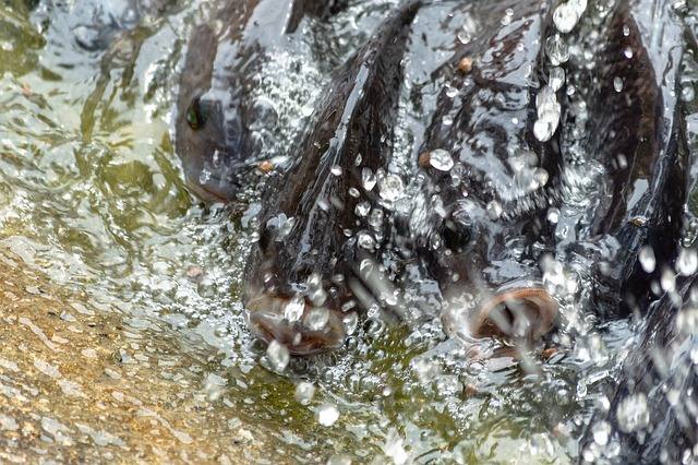 kolam ikan bioflok