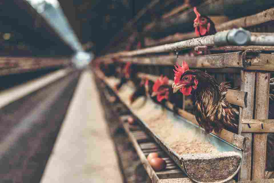 pakan ayam broiler