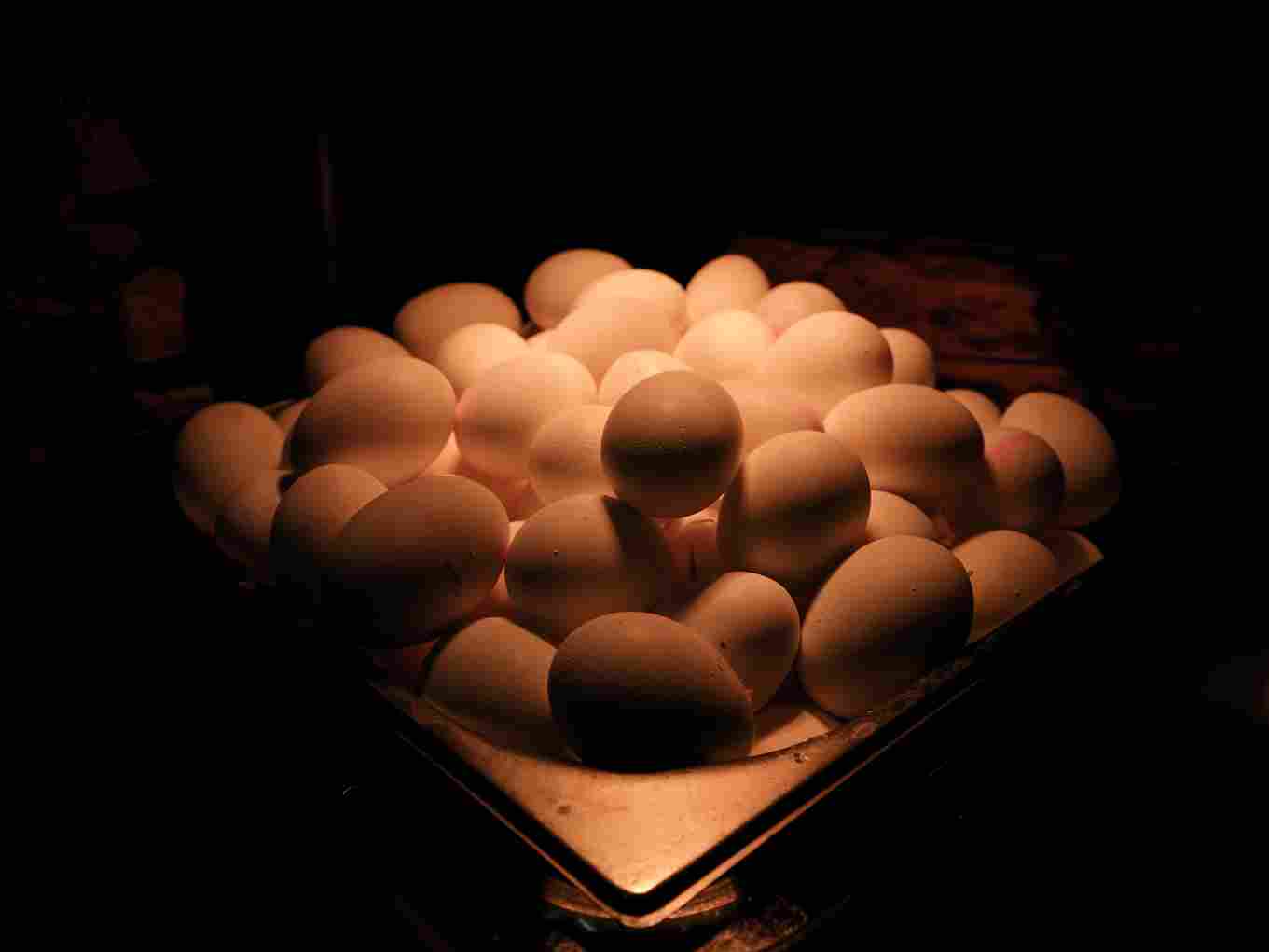 pakan ayam broiler