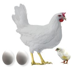 bisnis ayam petelur
