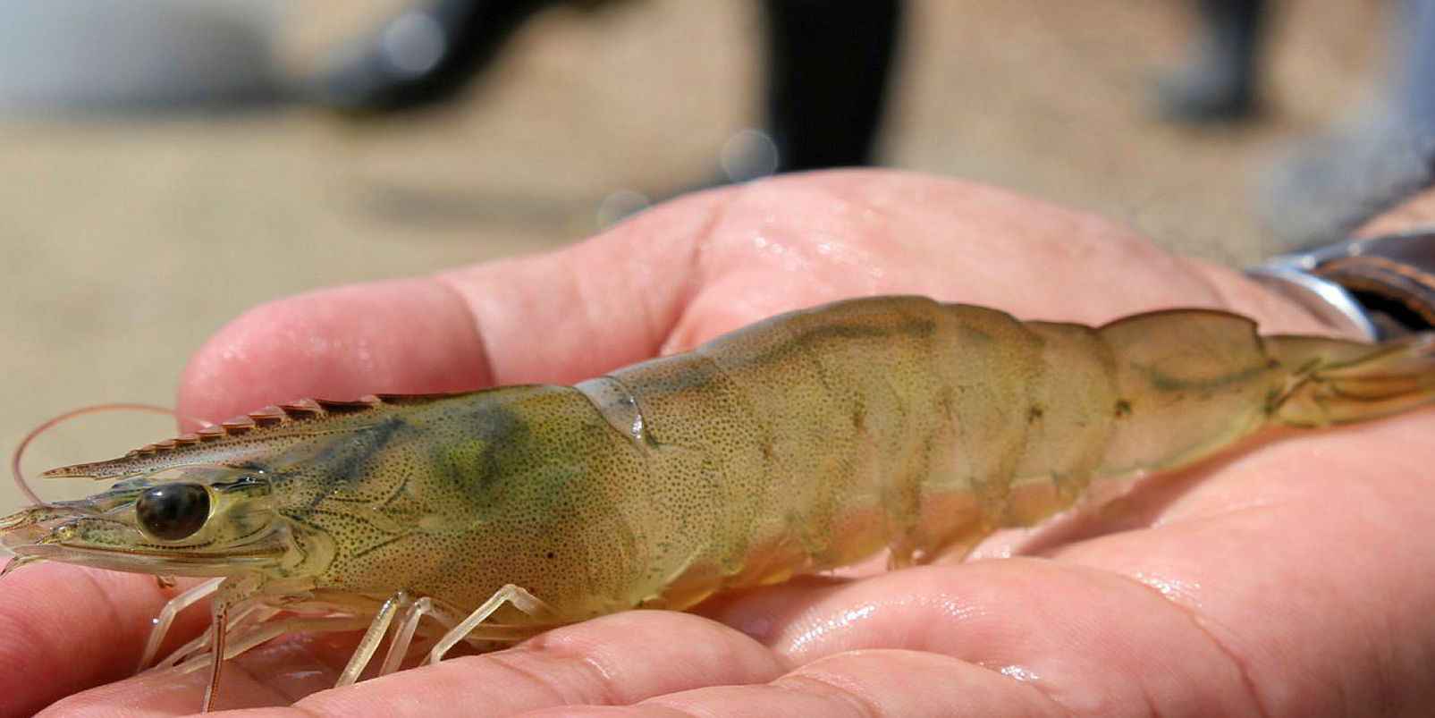 penyakit udang vaname