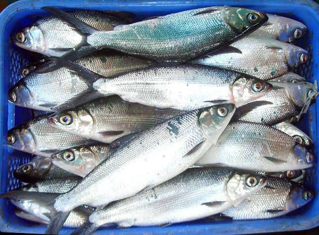 tambak ikan bandeng
