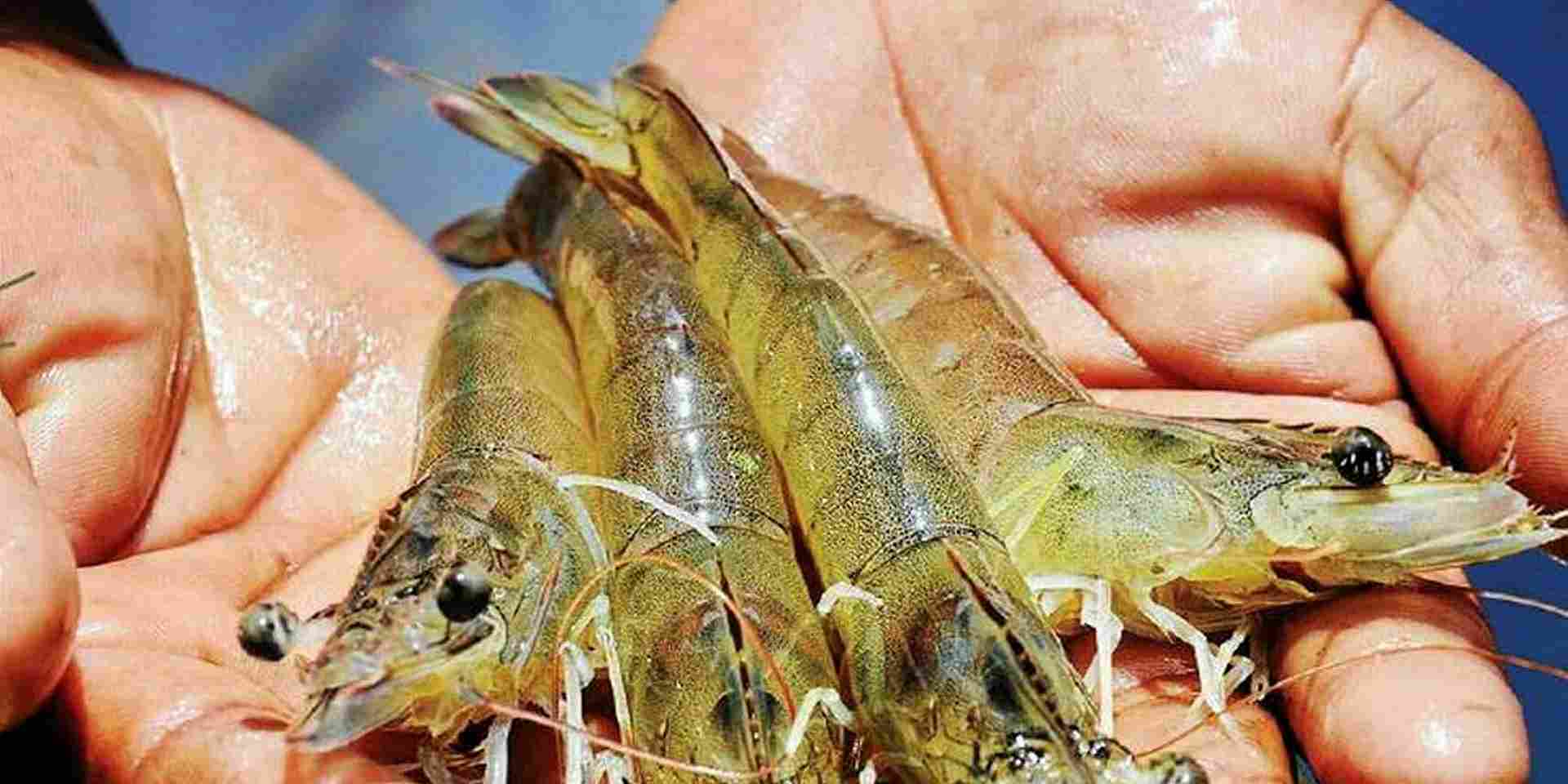 ekspor udang