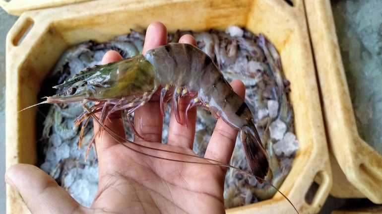 ekspor udang vaname