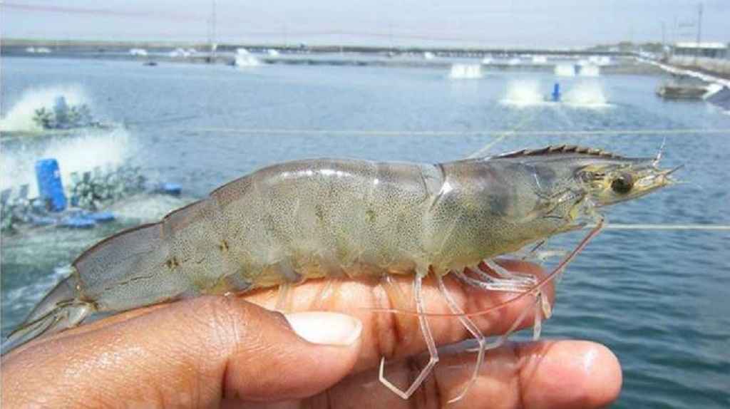 cara ekspor udang