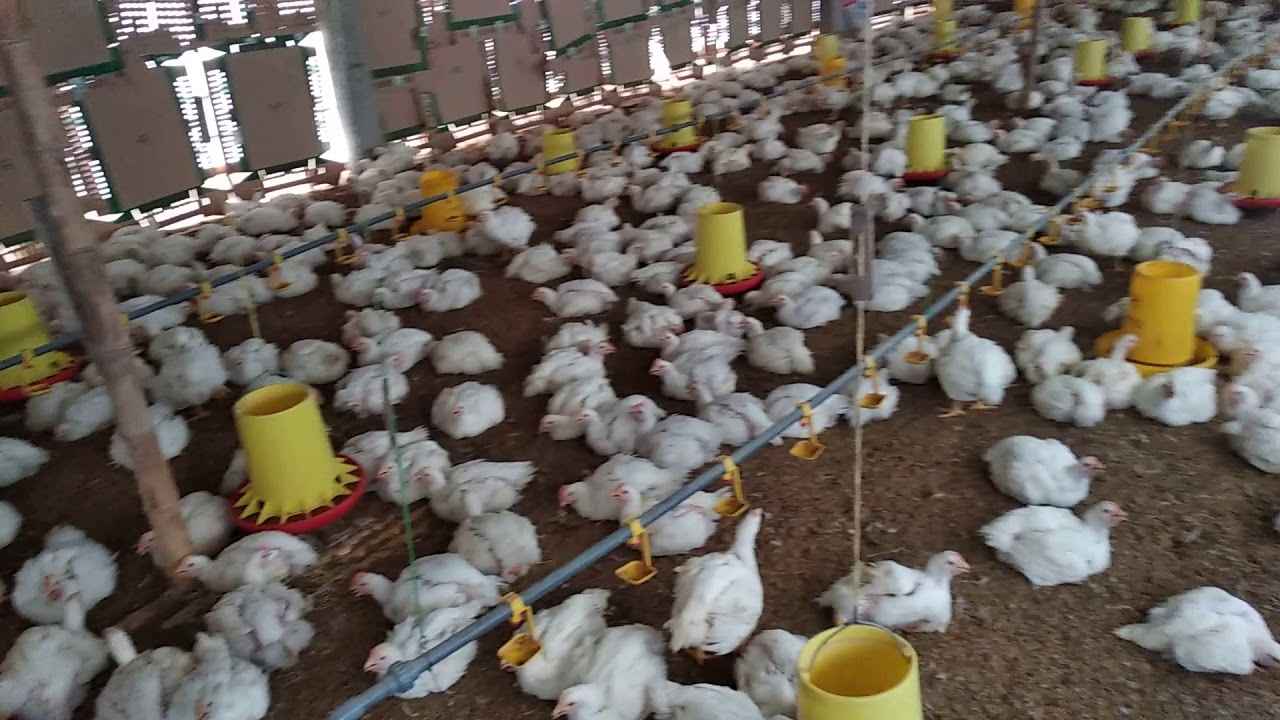 alat pengabut kandang ayam