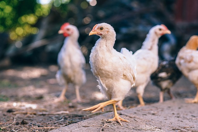 ayam broiler