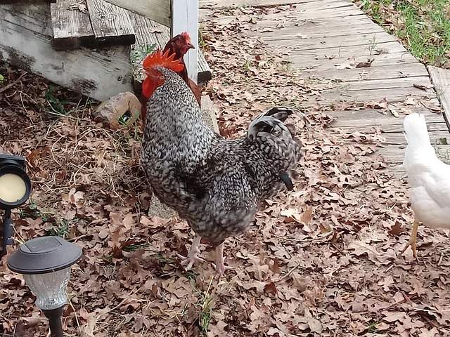 ayam pedaging
