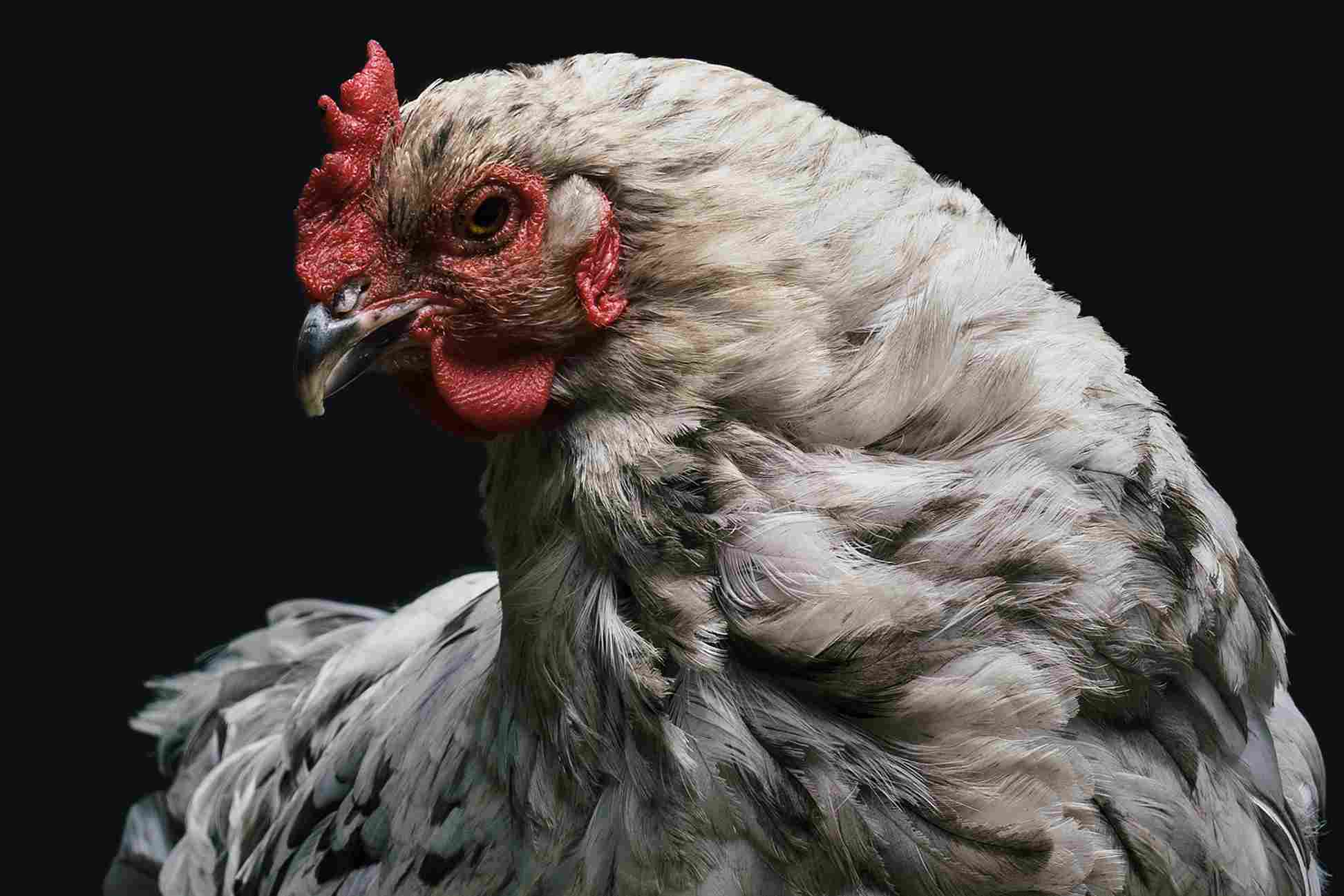ayam broiler plymouth rock