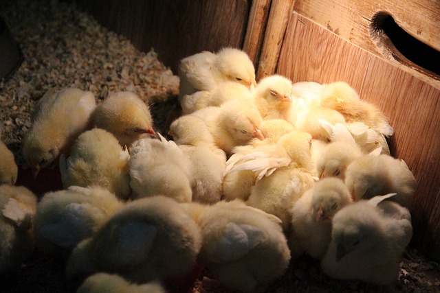 macam macam pemanas ayam broiler