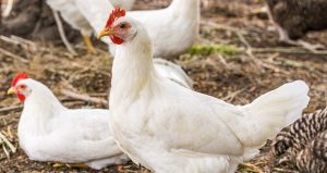 jual es batu balok untuk mengawetkan ayam